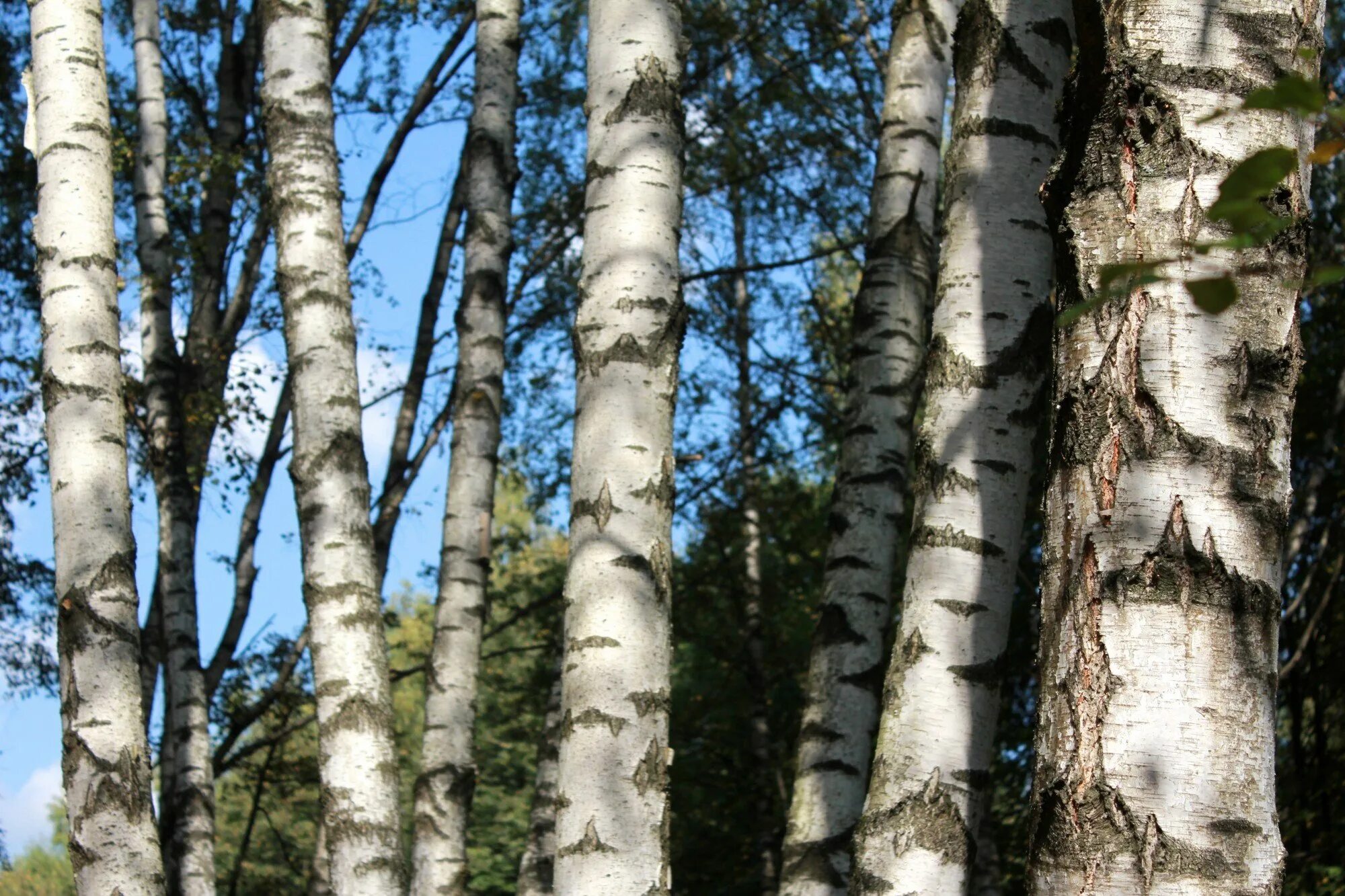 Ствол березы. Ствол березы с берестой. Betula nigra.