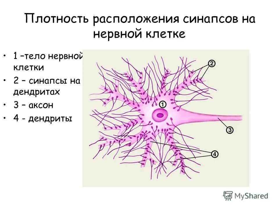 Нейроны передающие нервные импульсы. Нервный импульс. Нервный импульс это в биологии. Нарушение передачи нервного импульса. Нервным импульсом называют электрическую.