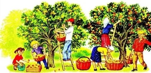 Собирают урожай как пишется
