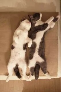 My sister cat 2