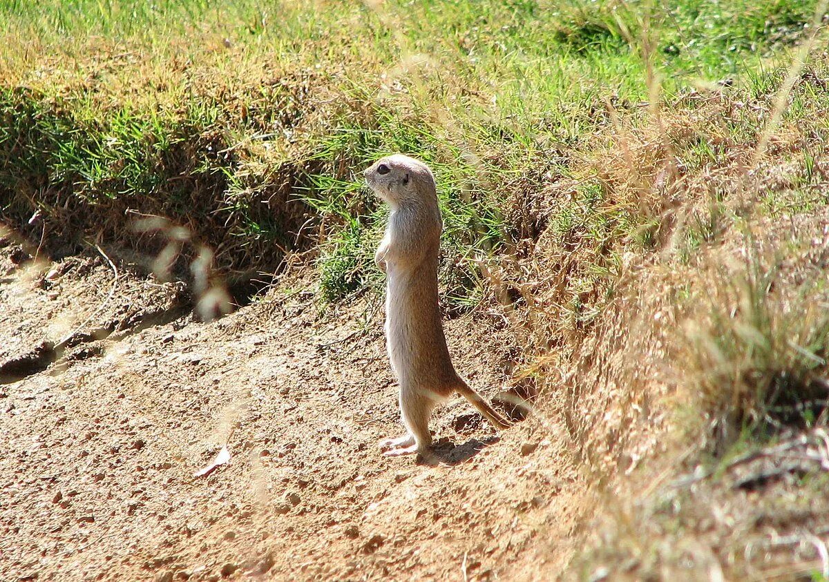 Суслики хорьки. Суслик Краснощекий. Суслик Краснощекий (Spermophilus erythrogenys). Суслик в лесостепи. Суслик Байбак в норе.