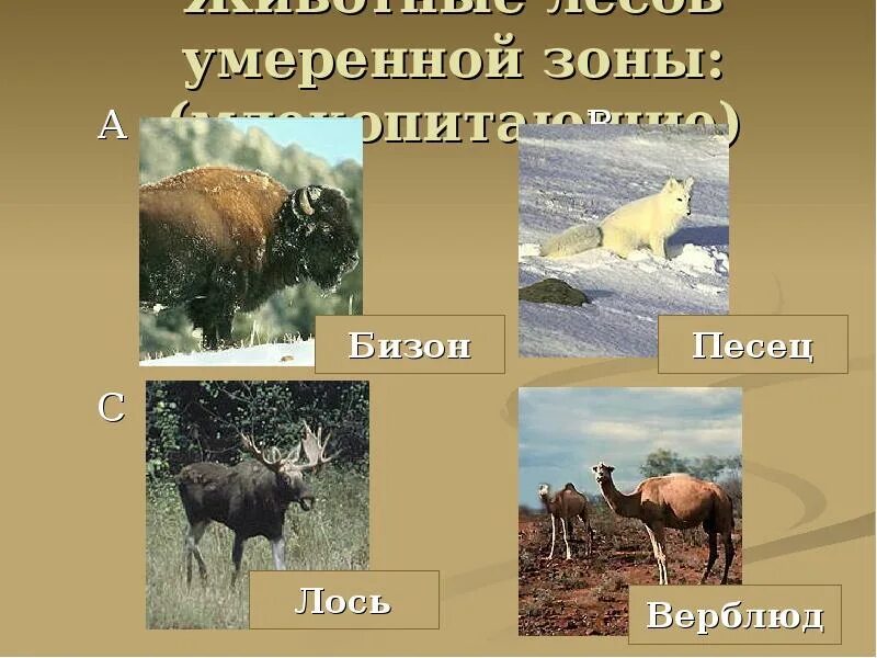 В какой природной зоне живет лось. Животный мир умеренного пояса. Животные умеренно зоны. Животные лесов умеренной зоны. Умеренный лес животные.