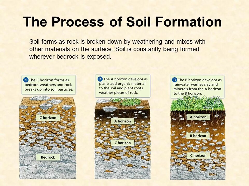 Soil formation. Soil-forming. Soil forming Factors. Types of processing of Soil.
