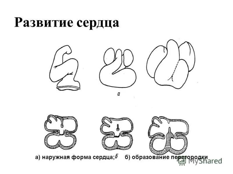 развитие сердечно сосудистой системы у плода. периоды развития сердца плода. органогенез сердечно сосудистой системы у детей. этапы развития сердца человека. формирование сердечно-сосудистой системы у плода.