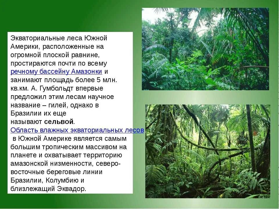 Тропические леса это природная зона. Климат в тропических лесах. Характеристика тропического леса. Растения и животные в тропических лесах. Тропический лес кратко.