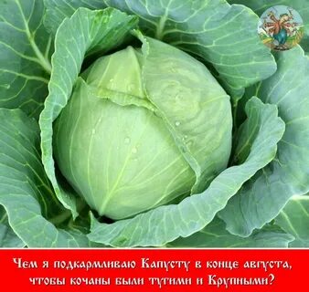 Плод капусты