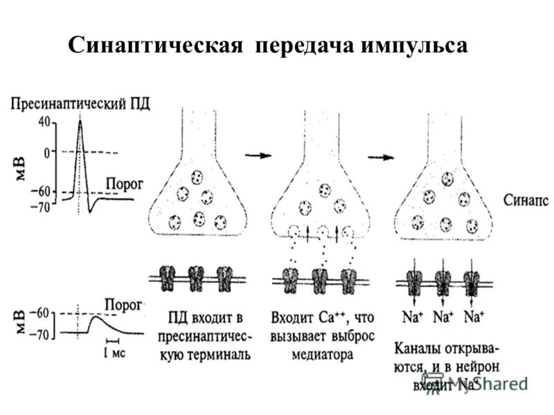 Ткань передающая импульс. Синапс механизм синаптической передачи. Синапс механизм синаптической передачи импульса. Химический синапс механизм. Механизм синаптической передачи возбуждения.