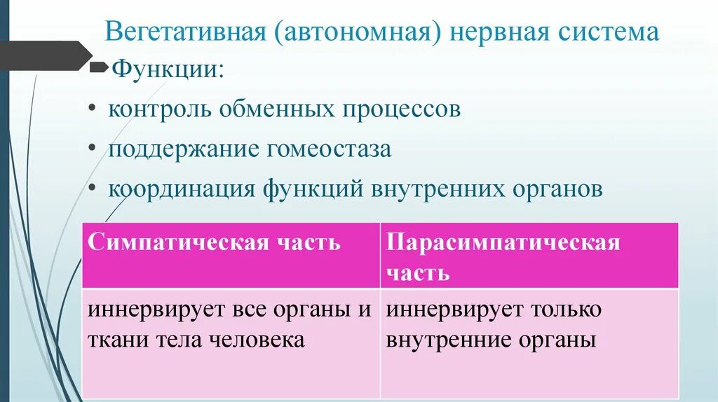 Функции вегетативной нервной системы. Вегетативная автономная нервная система. Функции автономной нервной системы. Вегетативная автономная нервная система функции. Вегетативная нервная система конспект