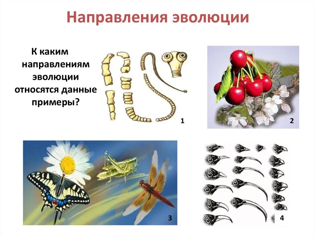 Закономерности направления эволюции. Направления эволюции презентация. 4 Направления эволюции. Эволюция какого либо предмета. Рисунок направления эволюции.