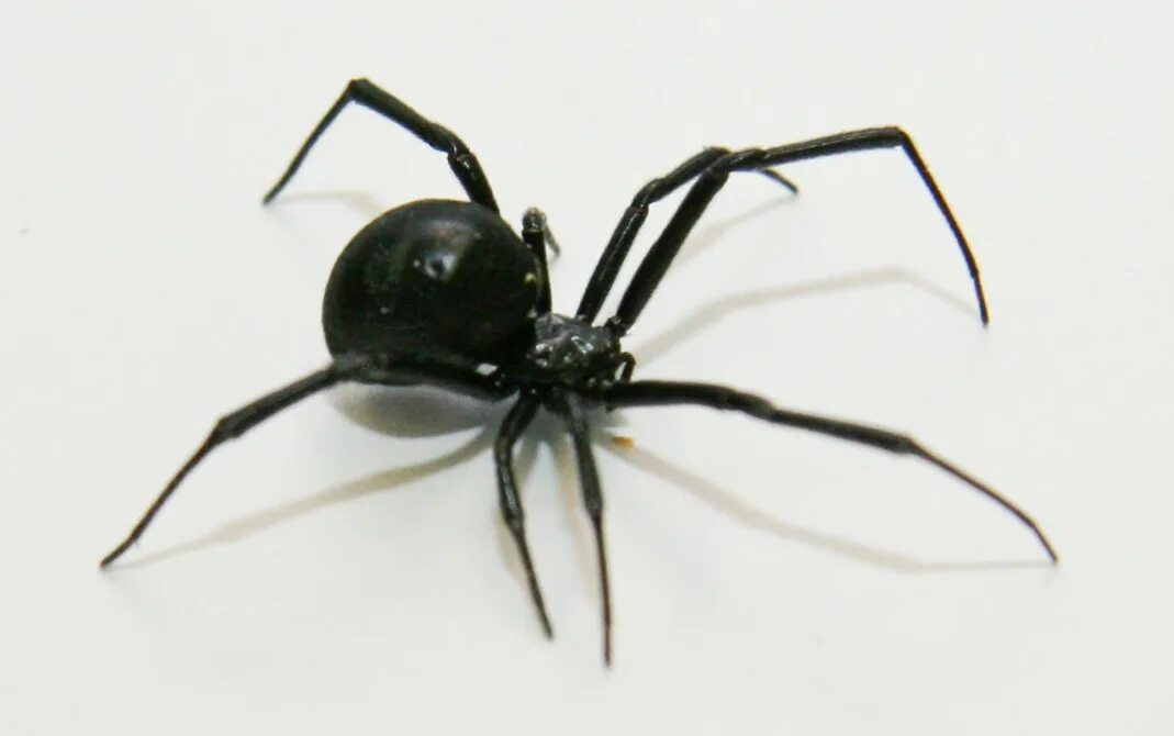 Черный паук хорошо. Черная вдова паук. Черная вдова паук черный. Лжи черная вдова паук. Черные пауки в Москве.