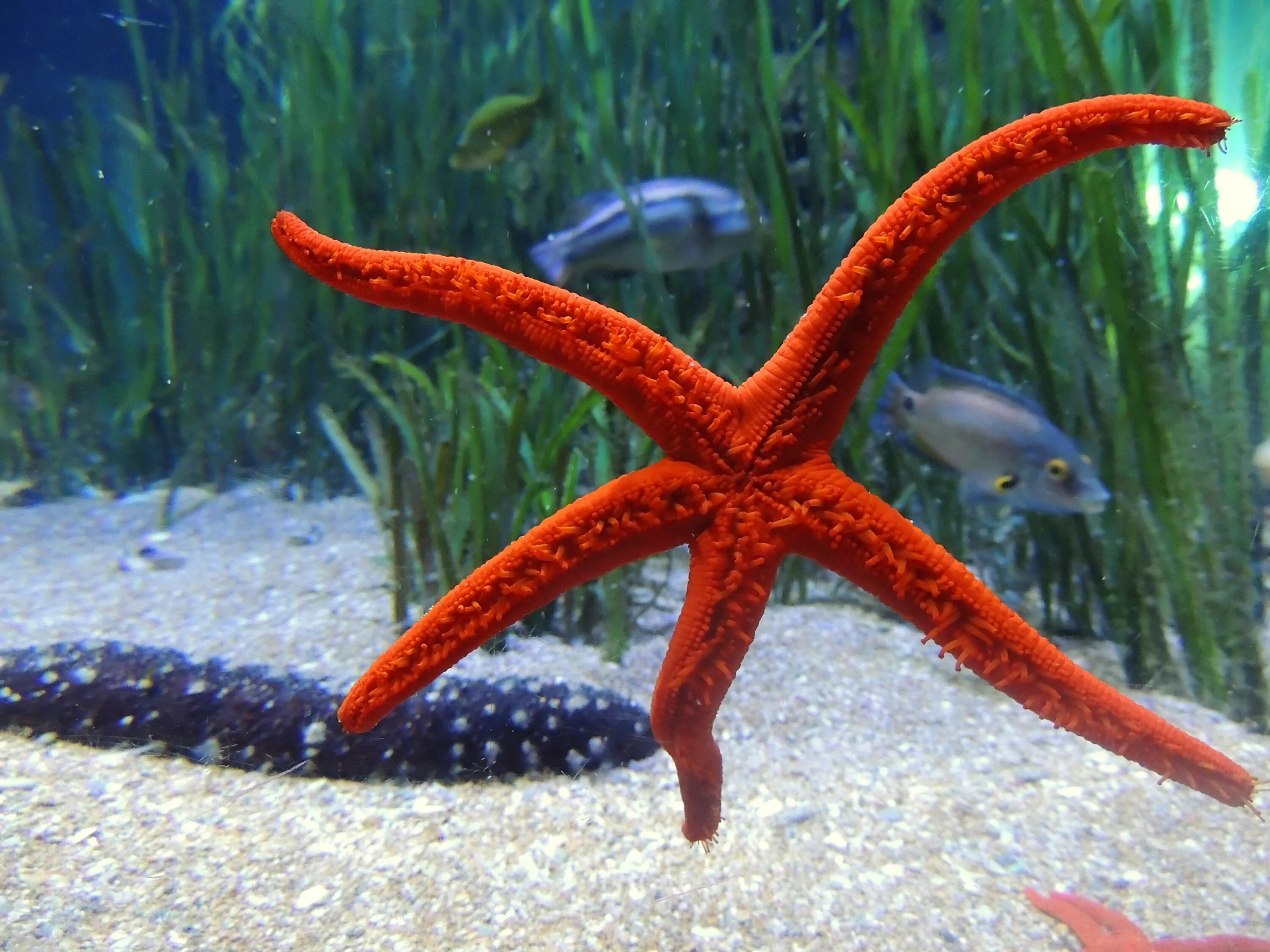Морская звезда живая. Беспозвоночные в море. Иглокожие морские звезды. Морские обитатели морская звезда. Подводный мир морская звезда.