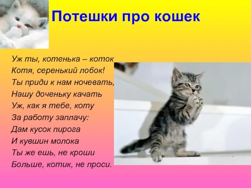 Текст про. Стихотворение про кошку. Стихи о котах. Стих про кошечку. Стихотворение про кошку для детей.