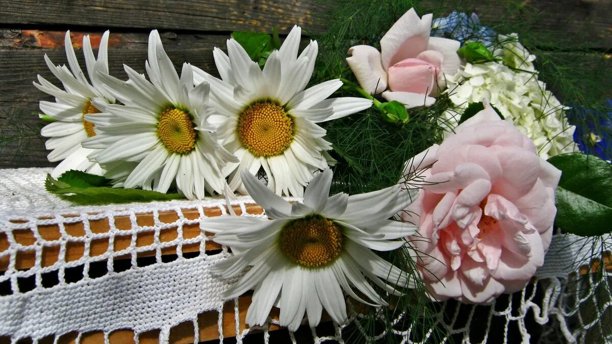 ромашки розы песня слушать. красивые цвета. ромашковый букет. красный цветок. любимые цветы ромашки.