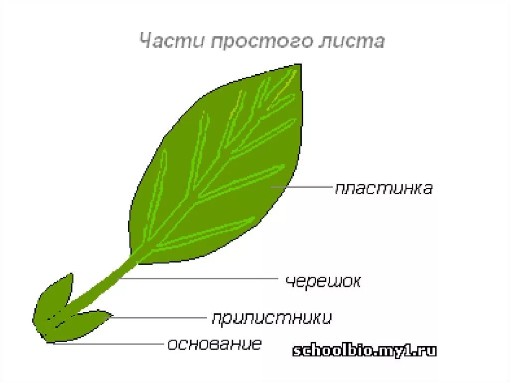 Ое лист. Лист черешок прилистники. Внешнее строение сидячего листа. Черешок прилистники листовая пластинка. Часть листа черешок.