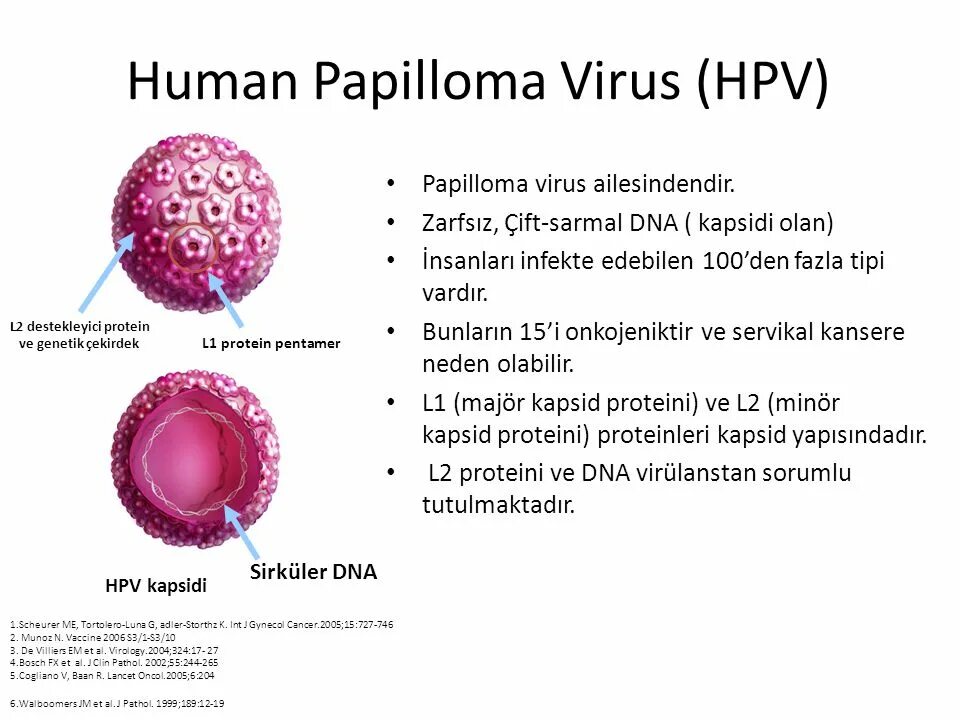 Papilloma virus. Papillomavirus микробиология. Hрv вирус. Семейство Papillomaviridae.