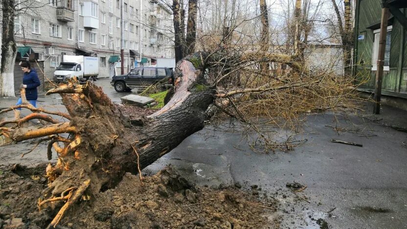 Грозили сегодня. Жители дерева. Упавшее дерево на дом. Последствия шквалистого ветра. Штормовой ветер Барнаул.