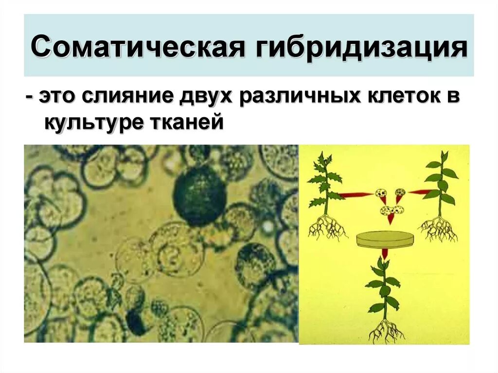 Клеточные гибриды. Метод гибридизации соматических клеток картинки. Соматическая гибридизация растений. Гибридизация соматических клето. Метод соматической гибридизации растений.