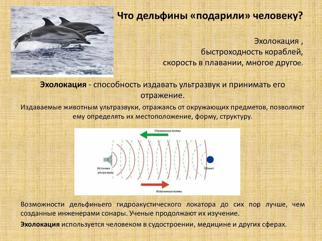 Эхолокация позволяет выбери верный вариант. Эхолокация позволяет выбери верный вариант