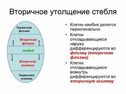 Утолщение стебля