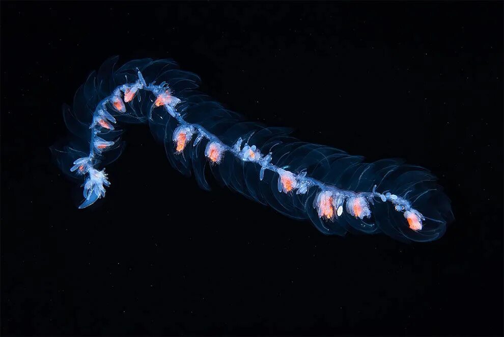 Глубоководные обитатели океана. Морские сифонофоры. Медуза сифонофора. Рыбка сифонофоры. Сифонофоры колония.