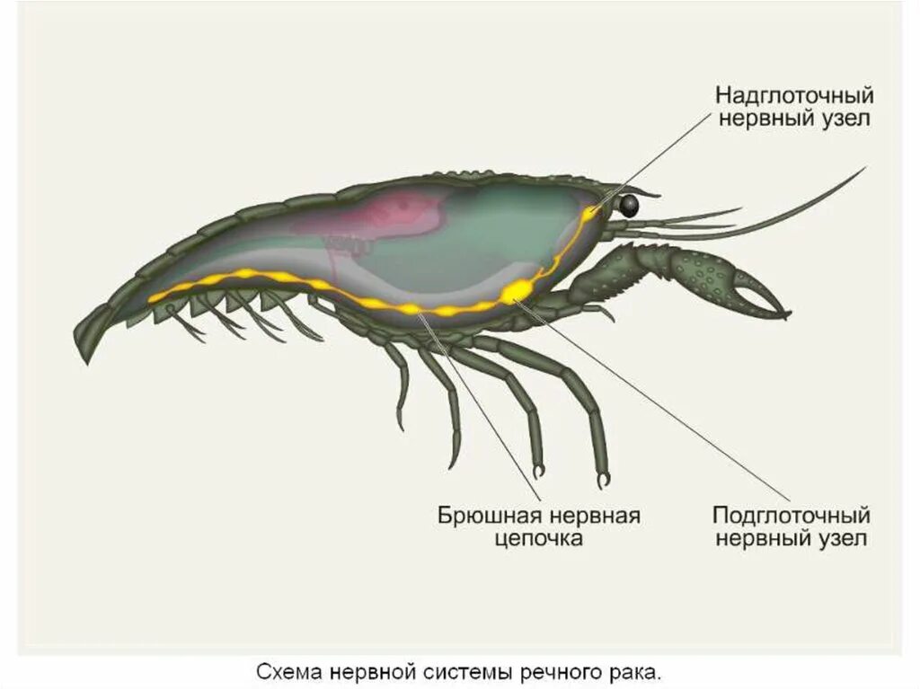 Цепочка ракообразных. Тип нервной системы у ракообразных. строение нервной системы ракообразных. класс ракообразные нервная система. нервная система ракообразных 7 класс биология.