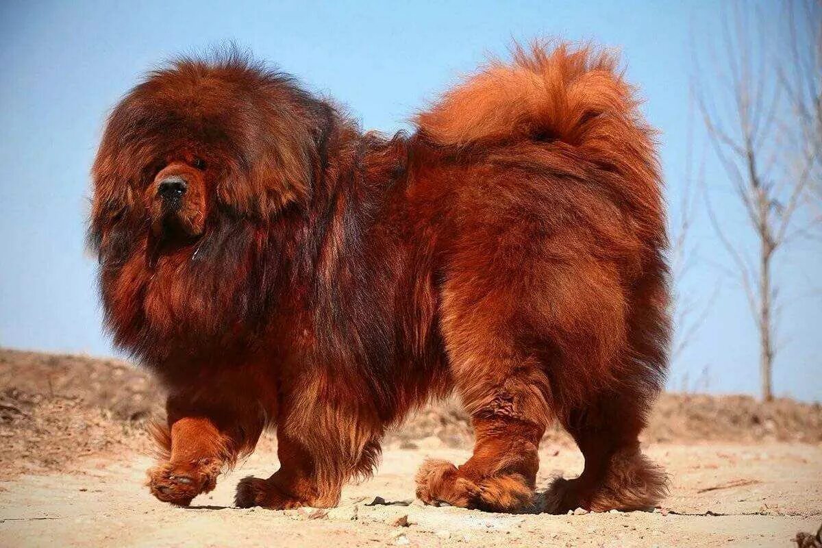 Сколько стоят большие собаки. Тибетский мастиф. Порода тибетский мастиф. Гималайский мастиф. Собаки породы тибетский мастиф.