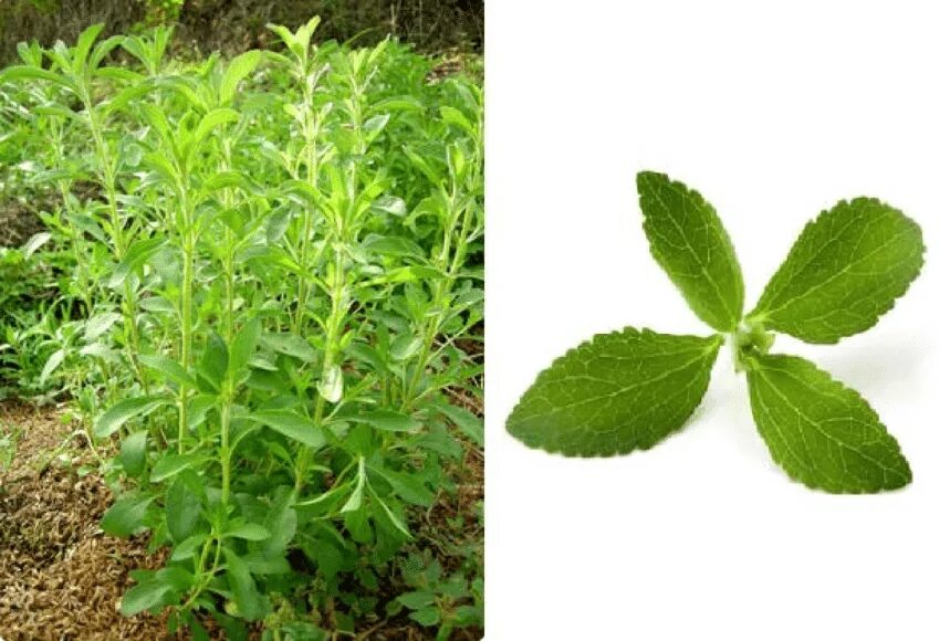 Stevia rebaudiana Bertoni. Stevia rebaudiana растение. Стевия медовая. Стевия усимлиги. Стевия попала под запрет