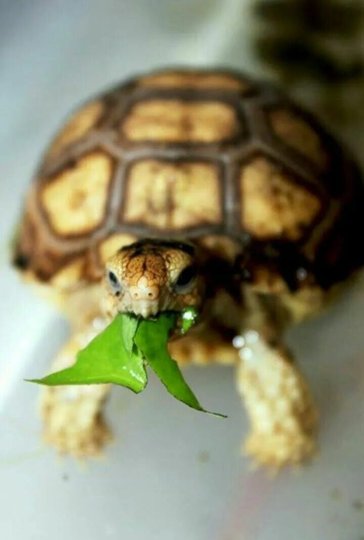 Питомцы черепахи. Черепахи домашние. Черепаха домашняя. Домашние животные черепахи. Домашний питомец черепаха.