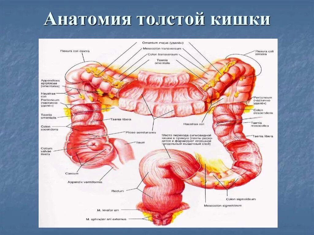 Сегмент кишка. Ободочная толстая кишка анатомия. Строение толстой кишки анатомия. Строение Толстого кишечника анатомия. Ободочная кишка препарат анатомия.