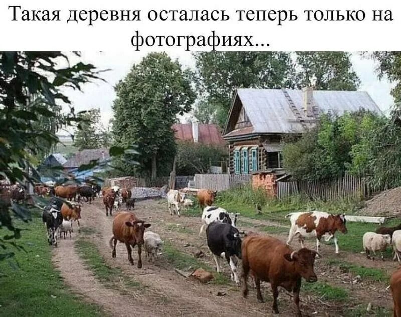 Деревня ли