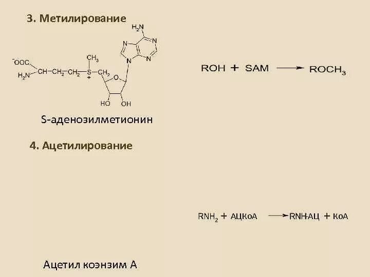 Участие s аденозилметионина в реакциях трансметилирования. S аденозилметионин метилирование. S-аденозилметионин реакции метилирования. Реакции метилирования с участием s-аденозилметионина. S аденозилметионин биохимия.