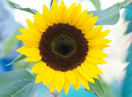 Sunflower plant