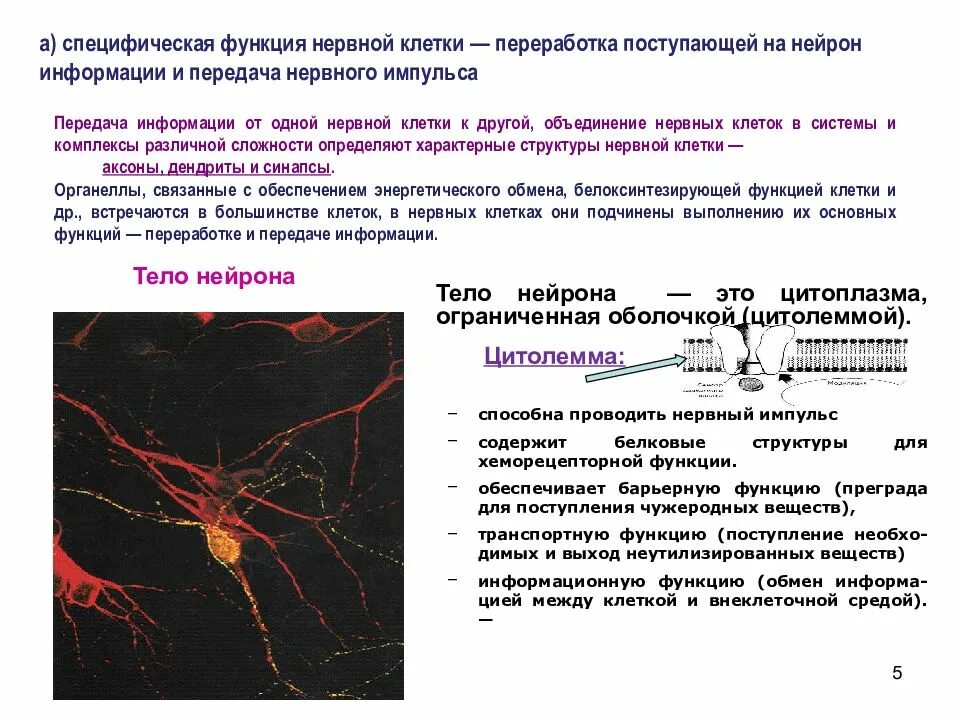 Передача импульсов в нервной системе. Нарушение передачи нервных импульсов. Передача нервного импульса с нейрона. Нервные процессы в нейроне.