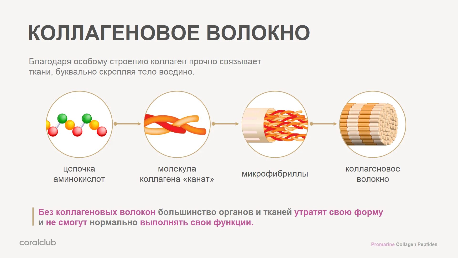 Коллаген что это такое простыми. Коллаген 1 типа строение. Коллаген строение белка. Коллаген 2 типа для суставов. Коллагеновые волокна 1 и 2 типа.