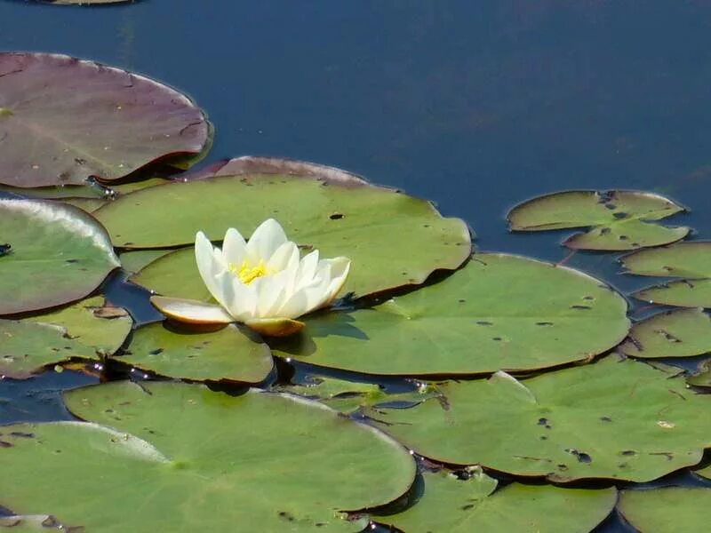 Пресные воды названия. Растения пресных водоемов кувшинка белая. Жизнь в пресных водоемах 4 класс. Водокрас, Лотос. Кувшинка пресные водоемы.