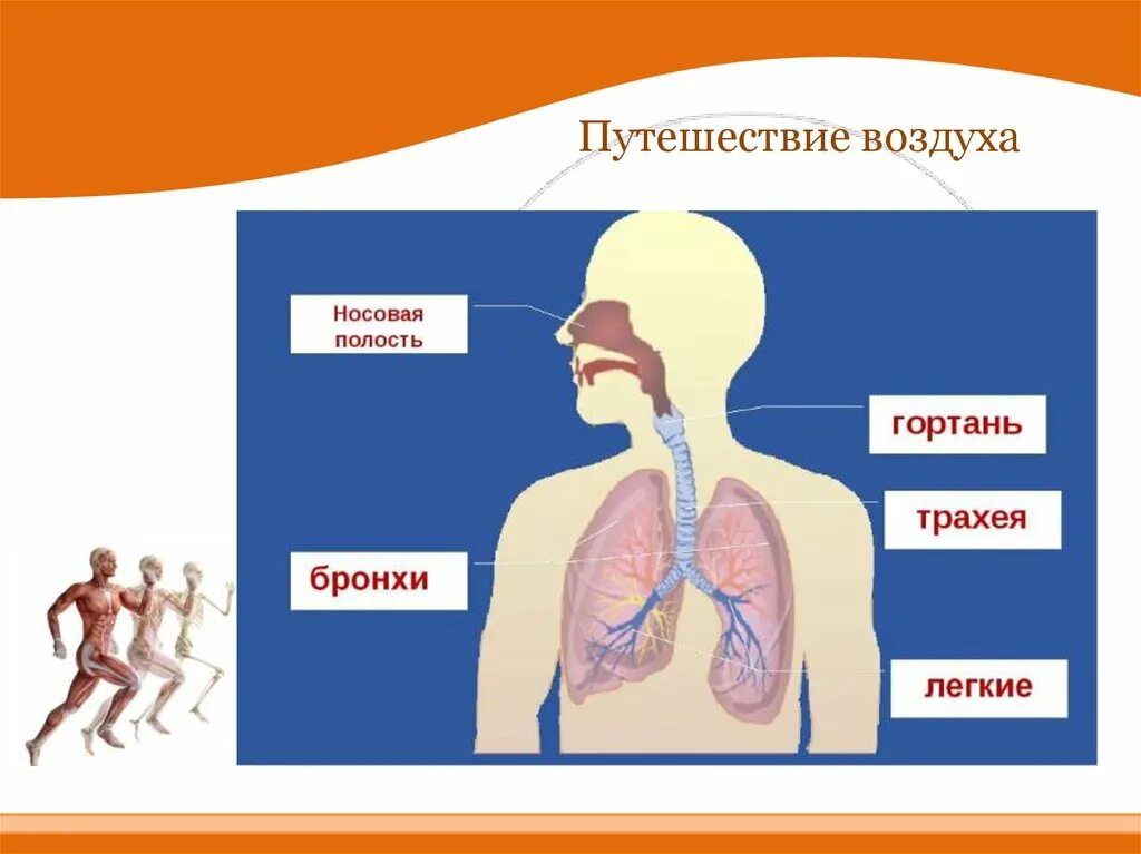 Путешествие по дыхательной системе. Дыхательная система окружающий мир. Путь воздуха в организме человека. Органы дыхания для презентации.