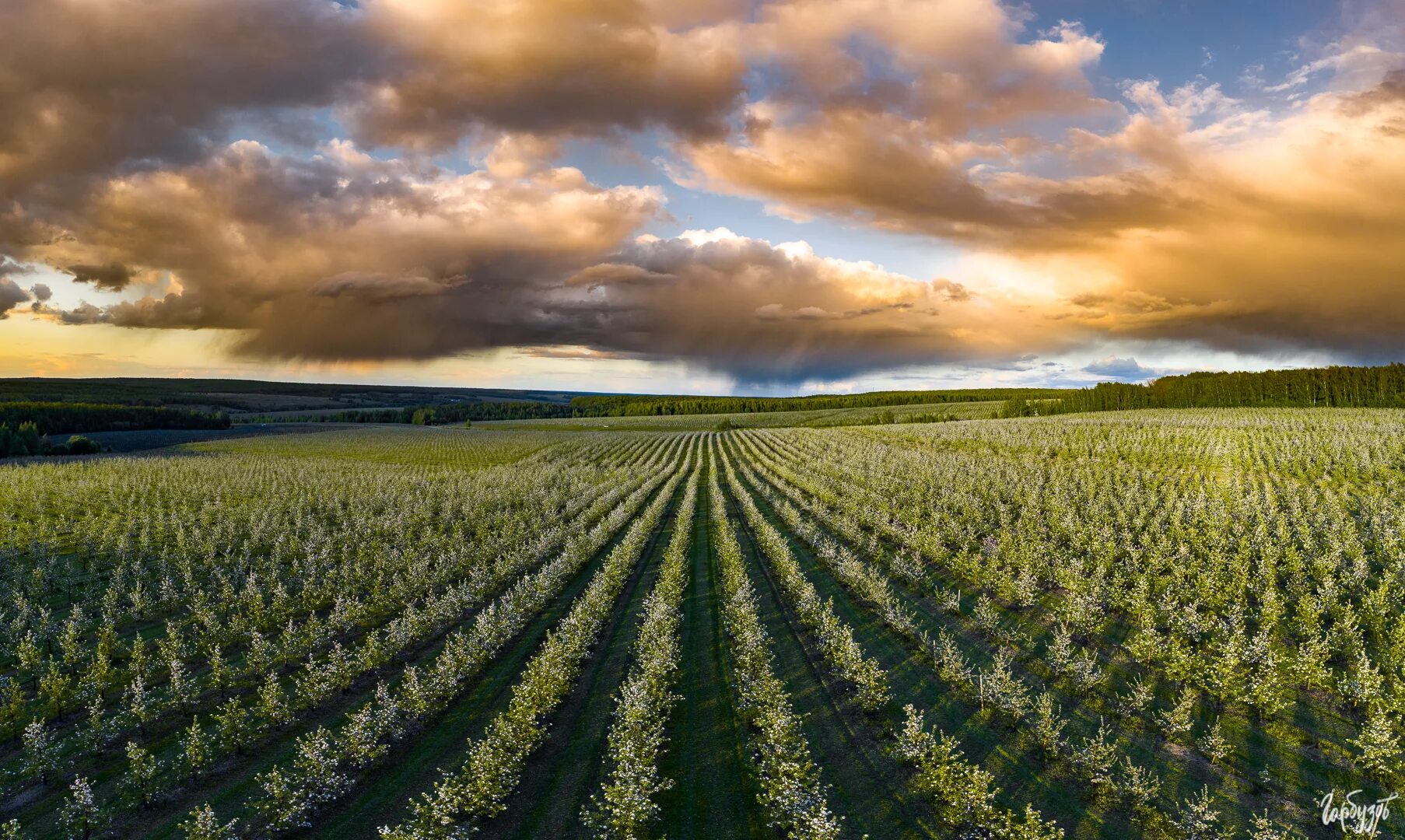 Хлебные поля удмуртии. Разнотравная луговая степь. Злаковые степи ставрополь поле. Белеет где в полях. Белеет где в полях.