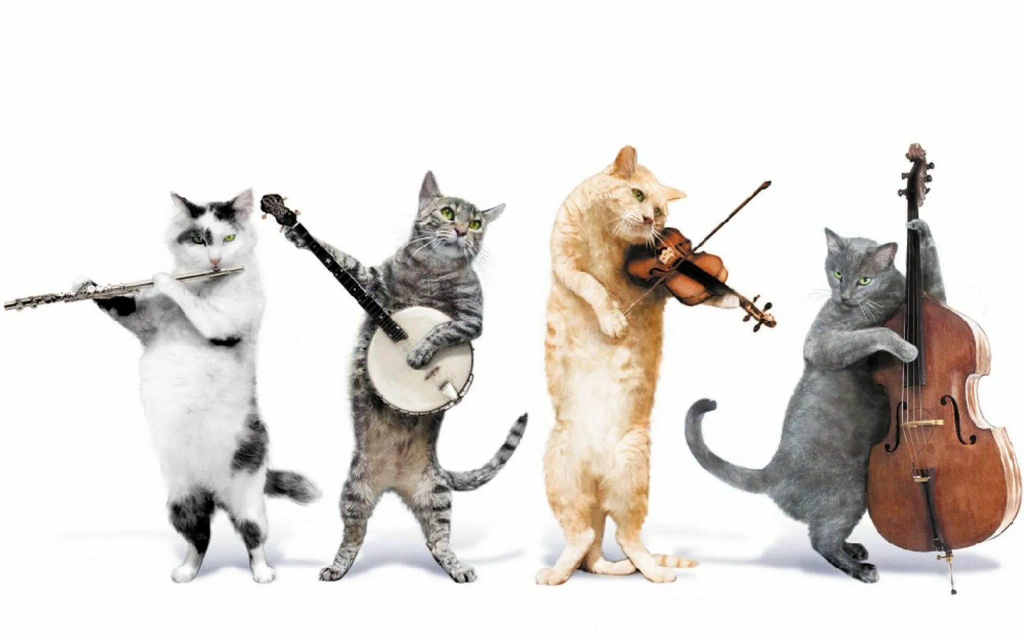 Веселая английская музыка. Животные музыканты. Котики с музыкальными инструментами. День кошек. Танцующие кошки.