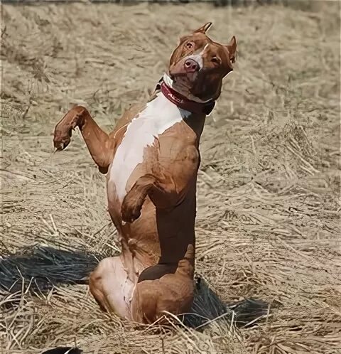 Питбуль команда. Собака выполняет команду служить. команда суслик для собаки. питбуль выполняет команду. собака выполняет команду суслик.