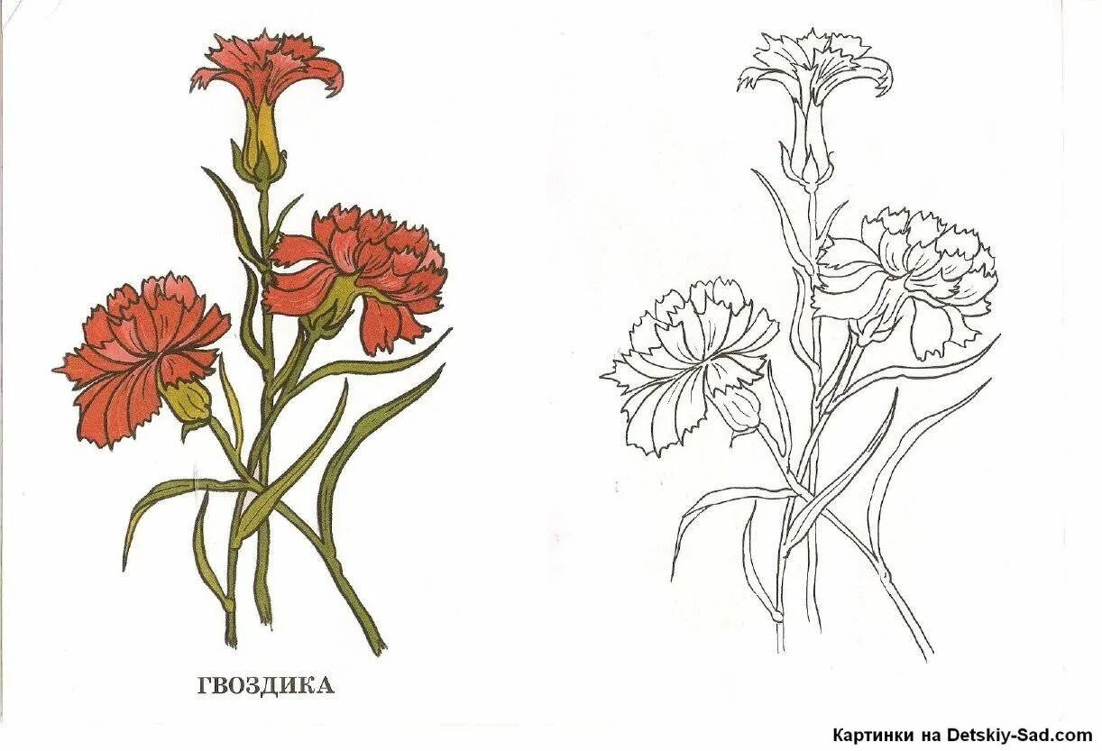 Гвоздика поэтапно. Гвоздики рисунок. Гвоздика раскраска. Гвоздики раскраска. Рисование гвоздики.