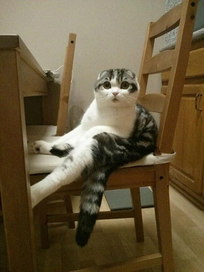 Кот сидит на тумбочке как человек. Кот на стуле. кошка сидит на стуле. смешной кот сидит. коты которые сидят.