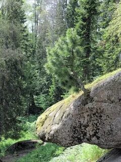 Кедра базовая