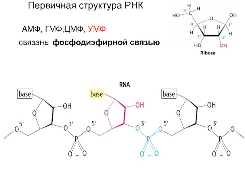 Цмф биохимия. Цмф рнк формула.