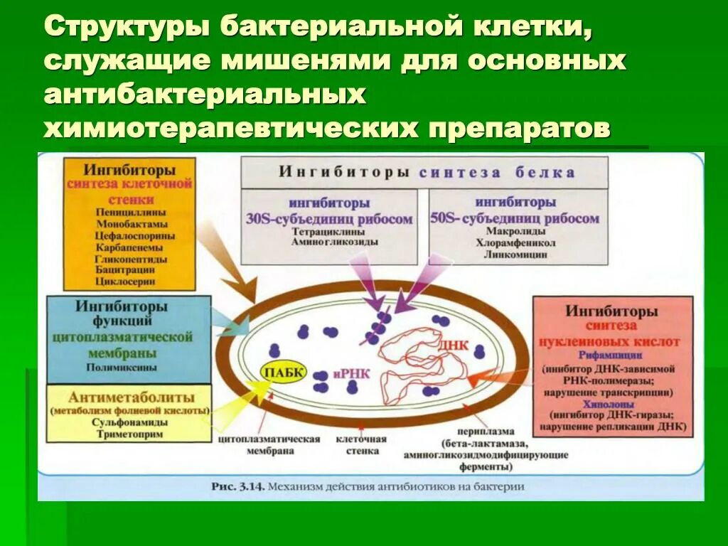 У бактерий активный образ жизни. Механизмы антимикробного действия химиотерапевтических средств. Механизмы воздействия антибиотиков на бактериальную клетку. Бактерии механизм воздействия. Мишени действия антибиотиков.