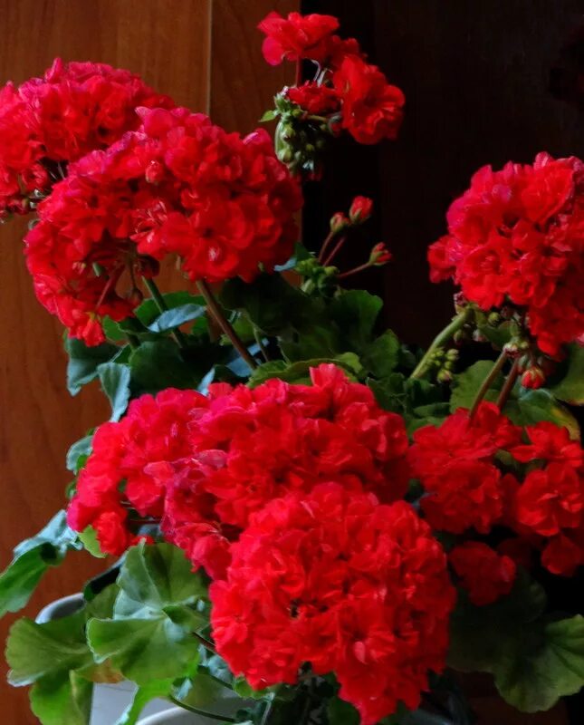 пеларгония кенни дабл. Kenny's double пеларгония фото. пеларгония кенис. Pelargonium kenny's double. пеларгония кенни доубле.