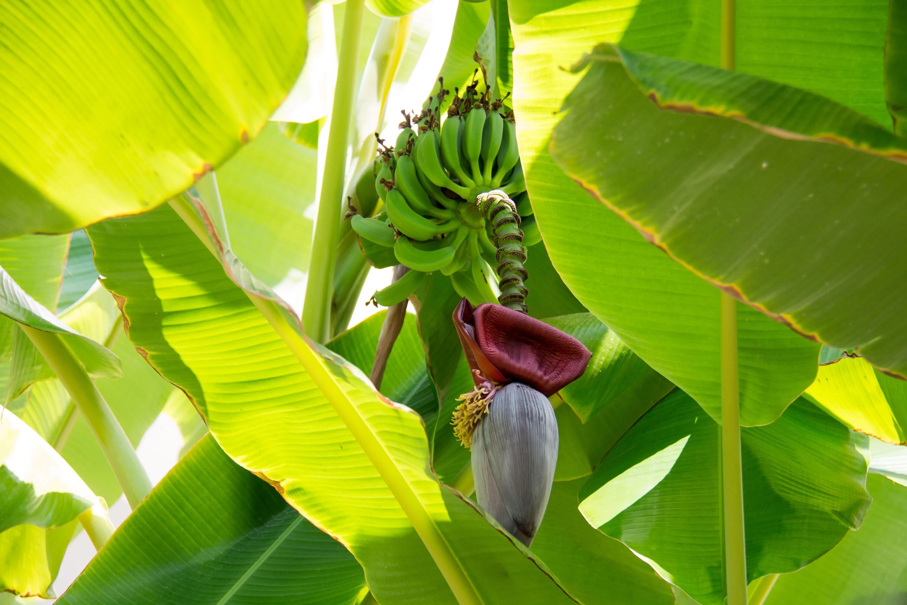 Банановая Пальма Лоо. Растение банановое дерево. Banana Palm - банановая Пальма. Банановая Пальма высота. Банан это трава фрукт овощ или ягода