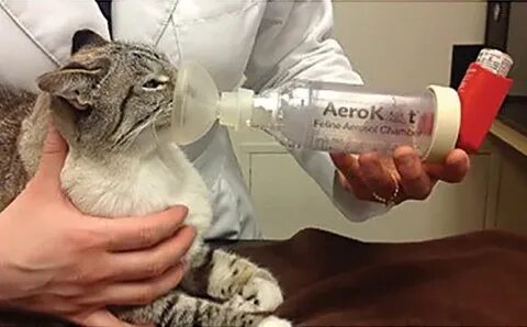 Астма у кошек