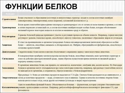 Пример строительной функции белков Основная роль белков в организме