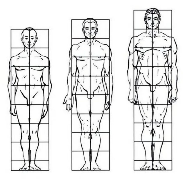Тип рисования человека. Пропорции тела высокого человека. Пропорции тела человека рисунок. Пропорции человека в полный рост в головах. Пропорции тела человека в полный рост.
