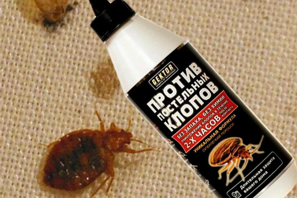 Хитиновые оболочки клопов. Лучшие средства от клопов в квартире. Клоп постельный кровососущий паразит. Полужесткокрылые постельный клоп. Клопы безопасные.